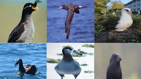Visual interpretability: class activation maps over CUB-200 bird images